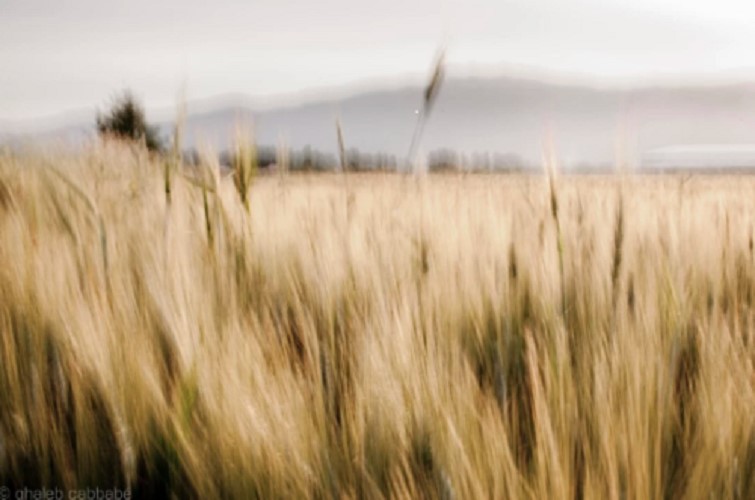 Landscape, Bekaa Valley, Lebanon