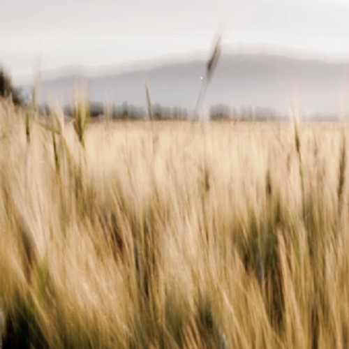 Landscape, Bekaa Valley, Lebanon